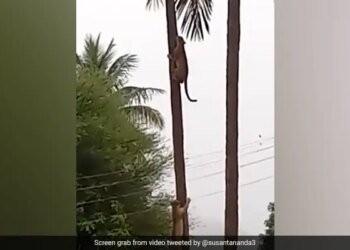 Two Leopards Clashed On Coconut Tree, IFS Officer Shared Heartbreaking Video