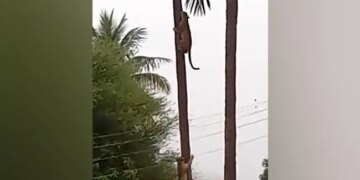 Two Leopards Clashed On Coconut Tree, IFS Officer Shared Heartbreaking Video