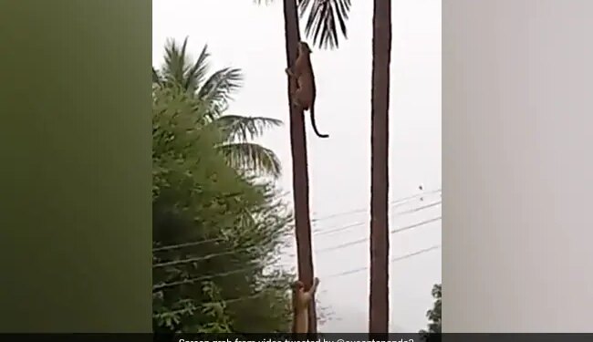 Two Leopards Clashed On Coconut Tree, IFS Officer Shared Heartbreaking Video