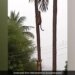 Two Leopards Clashed On Coconut Tree, IFS Officer Shared Heartbreaking Video