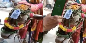 Man Scans QR Code On Cow Head To Donate Money : Man Scans Qr Code On Cows Head To Donate Money Watch Video