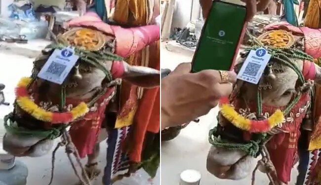 Man Scans QR Code On Cow Head To Donate Money : Man Scans Qr Code On Cows Head To Donate Money Watch Video