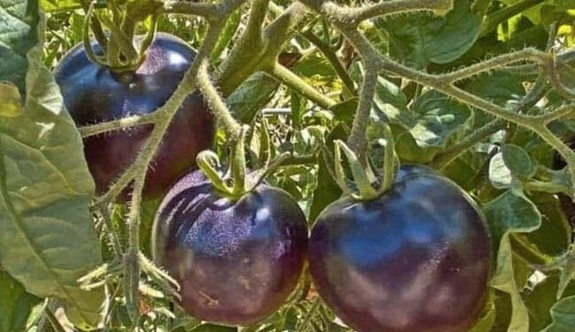 तस्वीर में दिखने वाली ये सब्जी बैगन नहीं है, आप हैं समझदार तो बताएं इसका नाम