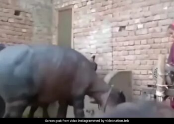 Buffalo Imitating Woman Did Funny Dance Buffalo Dance With Woman See Funny Viral Video