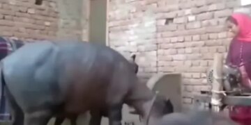Buffalo Imitating Woman Did Funny Dance Buffalo Dance With Woman See Funny Viral Video