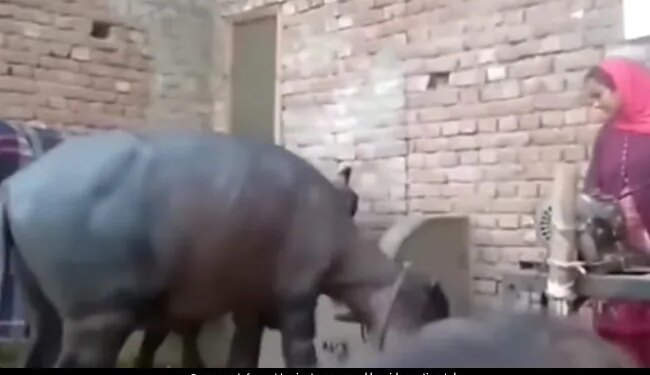 Buffalo Imitating Woman Did Funny Dance Buffalo Dance With Woman See Funny Viral Video