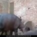 Buffalo Imitating Woman Did Funny Dance Buffalo Dance With Woman See Funny Viral Video