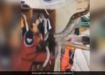 Python Fell From Roof Of House Attacked Man Jumped On Him With Open Jaw Then What Happened See Shocking Video
