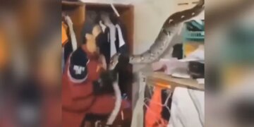 Python Fell From Roof Of House Attacked Man Jumped On Him With Open Jaw Then What Happened See Shocking Video