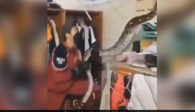 Python Fell From Roof Of House Attacked Man Jumped On Him With Open Jaw Then What Happened See Shocking Video