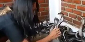 Viral Video Of Girl With Snakes While She Is Bathing Them With Water Fearlessly – Viral Video : सांपो को लड़की ने नहलाया…देख कर थम जाएंगी सांसें….