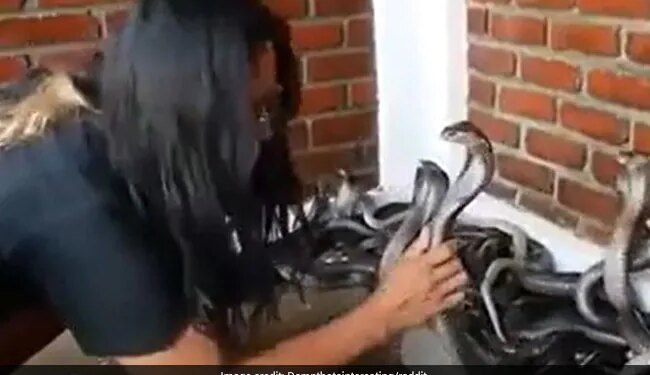 Viral Video Of Girl With Snakes While She Is Bathing Them With Water Fearlessly – Viral Video : सांपो को लड़की ने नहलाया…देख कर थम जाएंगी सांसें….