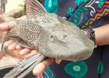 Devil Fish Caught In Floodwaters In Hyderabad: Rare Fish Fell From The Sky In Hyderabad This Devil Fish