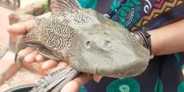 Devil Fish Caught In Floodwaters In Hyderabad: Rare Fish Fell From The Sky In Hyderabad This Devil Fish
