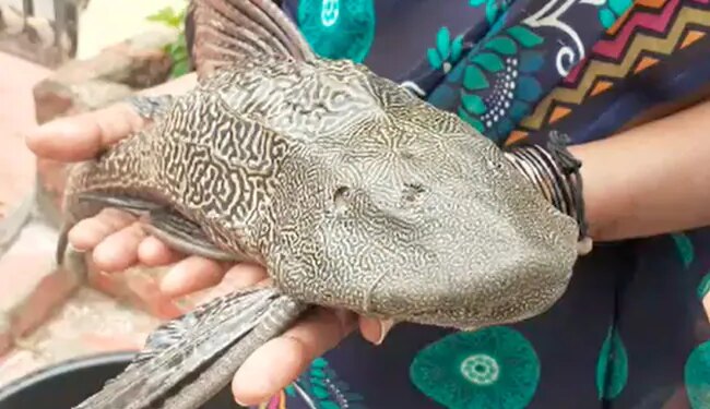 Devil Fish Caught In Floodwaters In Hyderabad: Rare Fish Fell From The Sky In Hyderabad This Devil Fish