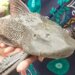 Devil Fish Caught In Floodwaters In Hyderabad: Rare Fish Fell From The Sky In Hyderabad This Devil Fish