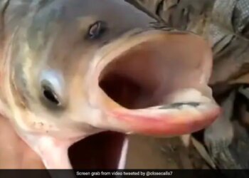 Bizarre Video Of Weird Fish With Two Mouth And Four Eyes Fish Internet Shocked To See This Fish Video