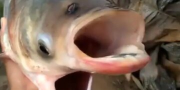 Bizarre Video Of Weird Fish With Two Mouth And Four Eyes Fish Internet Shocked To See This Fish Video