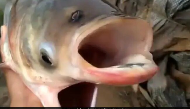 Bizarre Video Of Weird Fish With Two Mouth And Four Eyes Fish Internet Shocked To See This Fish Video