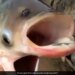 Bizarre Video Of Weird Fish With Two Mouth And Four Eyes Fish Internet Shocked To See This Fish Video