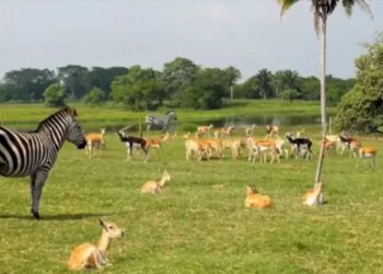 Optical Photo Jungle Lion Is Hidden Among Innocent Animals, Tell Me In 10 Seconds Otherwise It Will Be Late