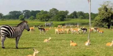 Optical Photo Jungle Lion Is Hidden Among Innocent Animals, Tell Me In 10 Seconds Otherwise It Will Be Late