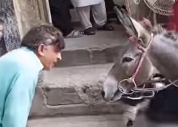 Man Started Talking To Donkey Then See What Happened: Video Of Man Talking To Donkey Is Going Viral On Social Media