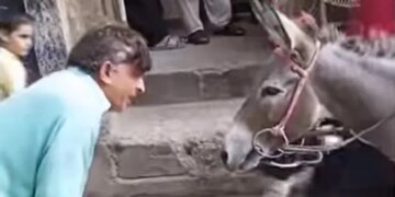 Man Started Talking To Donkey Then See What Happened: Video Of Man Talking To Donkey Is Going Viral On Social Media