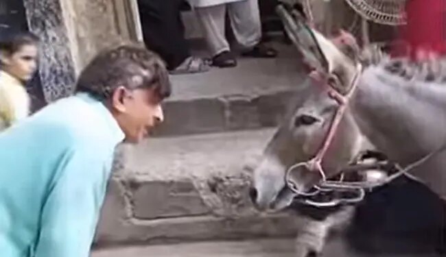Man Started Talking To Donkey Then See What Happened: Video Of Man Talking To Donkey Is Going Viral On Social Media
