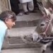 Man Started Talking To Donkey Then See What Happened: Video Of Man Talking To Donkey Is Going Viral On Social Media