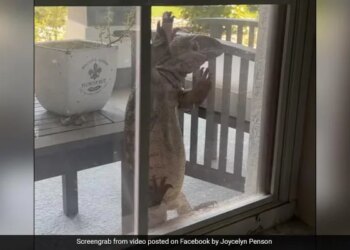 Giant Monitor Lizard Tries To Enter House In Florida Internet Calls It Godzilla Watch Video – घर की खिड़की से अंदर घुसने की कोशिश कर रही थी विशाल मॉनिटर छिपकली, लोगों ने कहा