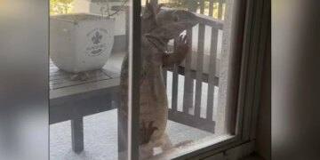 Giant Monitor Lizard Tries To Enter House In Florida Internet Calls It Godzilla Watch Video – घर की खिड़की से अंदर घुसने की कोशिश कर रही थी विशाल मॉनिटर छिपकली, लोगों ने कहा