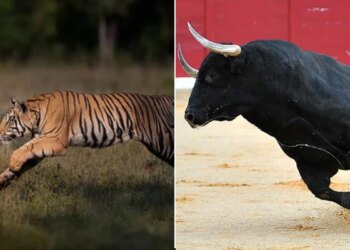 Bull Scares Off A Tiger | Bull Scares Away Tiger By His Courage | Bull And Tiger Viral Video – बैल का शिकार करने जा रहा टाइगर उल्टे पैर जान बचाकर भागा, VIDEO देख यूजर्स ने कहा