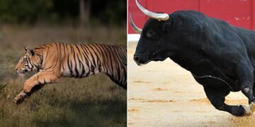 Bull Scares Off A Tiger | Bull Scares Away Tiger By His Courage | Bull And Tiger Viral Video – बैल का शिकार करने जा रहा टाइगर उल्टे पैर जान बचाकर भागा, VIDEO देख यूजर्स ने कहा