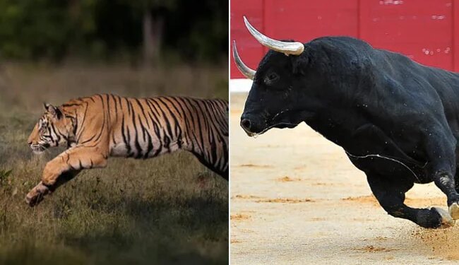 Bull Scares Off A Tiger | Bull Scares Away Tiger By His Courage | Bull And Tiger Viral Video – बैल का शिकार करने जा रहा टाइगर उल्टे पैर जान बचाकर भागा, VIDEO देख यूजर्स ने कहा