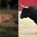 Bull Scares Off A Tiger | Bull Scares Away Tiger By His Courage | Bull And Tiger Viral Video – बैल का शिकार करने जा रहा टाइगर उल्टे पैर जान बचाकर भागा, VIDEO देख यूजर्स ने कहा