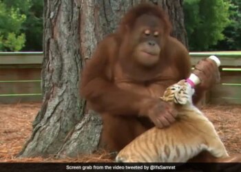 Orangutan Feeding Tiger Cubs And Playing With Them Internet Shocked To See This Cute Viral Video – बाघ के बच्चों को दूध पिलाता दिखा वनमानुष, लोगों को नहीं हो रहा यकीन, कहा