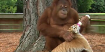Orangutan Feeding Tiger Cubs And Playing With Them Internet Shocked To See This Cute Viral Video – बाघ के बच्चों को दूध पिलाता दिखा वनमानुष, लोगों को नहीं हो रहा यकीन, कहा