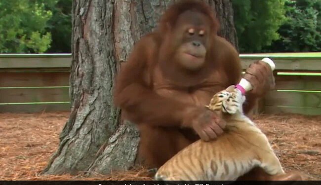 Orangutan Feeding Tiger Cubs And Playing With Them Internet Shocked To See This Cute Viral Video – बाघ के बच्चों को दूध पिलाता दिखा वनमानुष, लोगों को नहीं हो रहा यकीन, कहा
