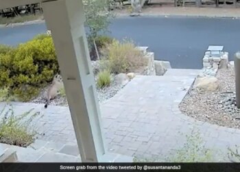 Mountain Lion Hiding In The Bushes After Seeing A Human Internet Shocked Watch Viral Video