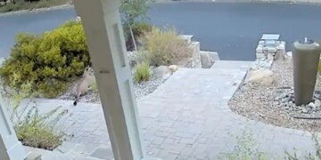 Mountain Lion Hiding In The Bushes After Seeing A Human Internet Shocked Watch Viral Video