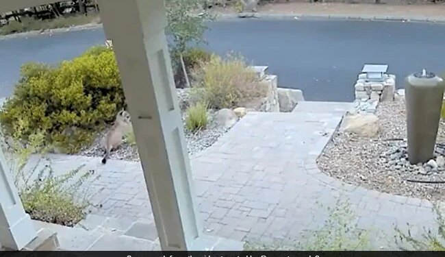 Mountain Lion Hiding In The Bushes After Seeing A Human Internet Shocked Watch Viral Video