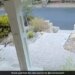 Mountain Lion Hiding In The Bushes After Seeing A Human Internet Shocked Watch Viral Video