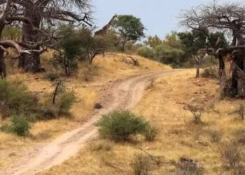 Optical Illusion If Your Eyes Are Clear Then Tell Me In 10 Seconds Where Is The Lambu Giraffe Hiding In The Forest