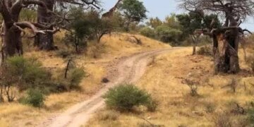 Optical Illusion If Your Eyes Are Clear Then Tell Me In 10 Seconds Where Is The Lambu Giraffe Hiding In The Forest