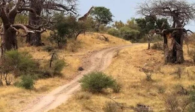 Optical Illusion If Your Eyes Are Clear Then Tell Me In 10 Seconds Where Is The Lambu Giraffe Hiding In The Forest
