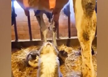 Cat Got Cows Milk For Free, Then What… Started Drinking Without Delay, It Will Be Fun Watching The Video
