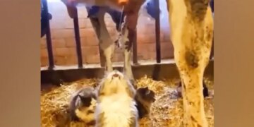 Cat Got Cows Milk For Free, Then What… Started Drinking Without Delay, It Will Be Fun Watching The Video