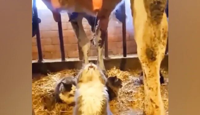 Cat Got Cows Milk For Free, Then What… Started Drinking Without Delay, It Will Be Fun Watching The Video