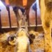 Cat Got Cows Milk For Free, Then What… Started Drinking Without Delay, It Will Be Fun Watching The Video